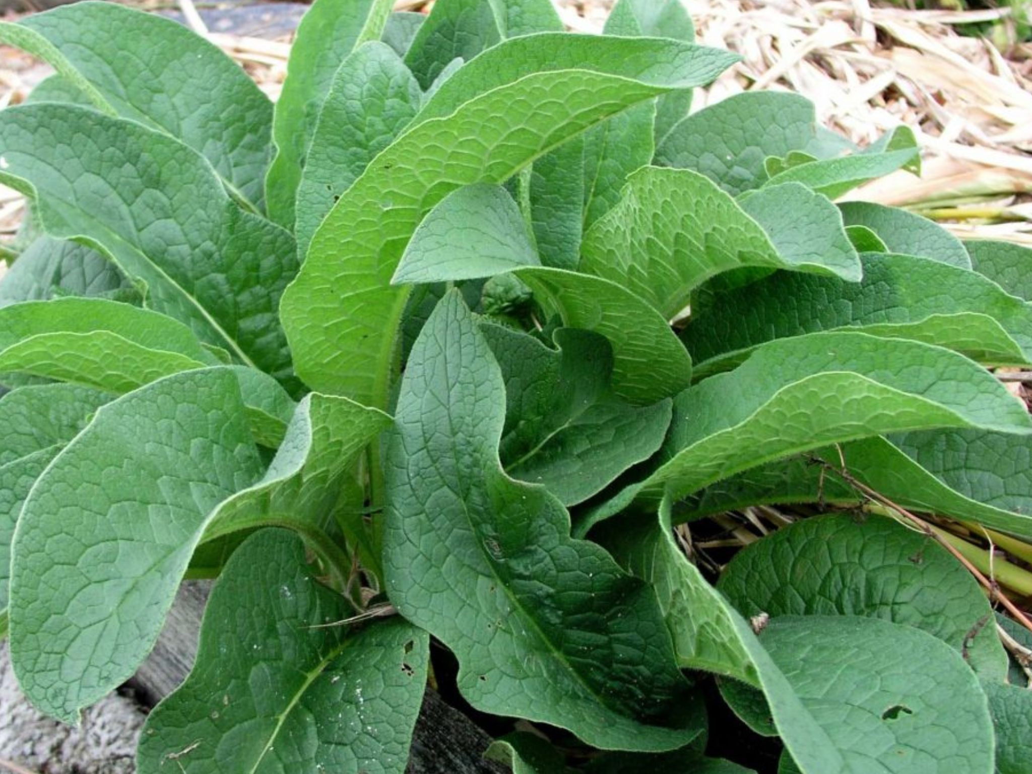 How To Cure a Broken Bone Quickly